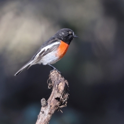 Petroica boodang (Scarlet Robin) at Aranda Bushland - 23 May 2024 by AlisonMilton