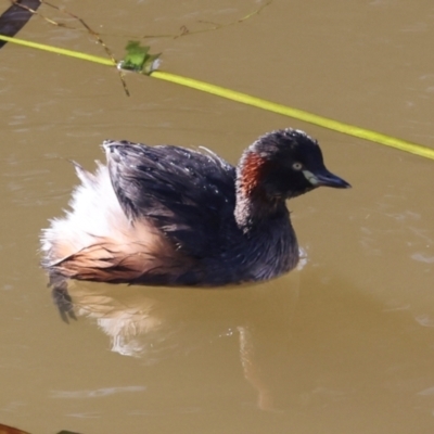 Tachybaptus novaehollandiae (Australasian Grebe) at Ngunnawal, ACT - 24 May 2024 by AlisonMilton