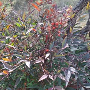 Nandina domestica at Mount Ainslie - 24 May 2024