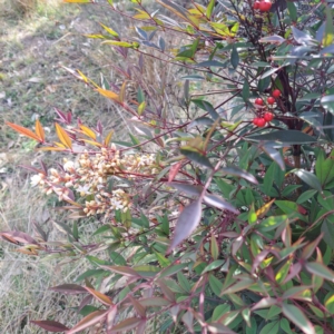 Nandina domestica at Mount Ainslie - 24 May 2024