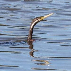 Anhinga novaehollandiae at Yerrabi Pond - 24 May 2024 11:53 AM