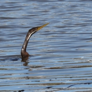 Anhinga novaehollandiae at Yerrabi Pond - 24 May 2024 11:53 AM