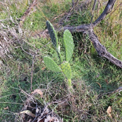 Opuntia stricta (Common Prickly Pear) at Mount Ainslie - 24 May 2024 by abread111