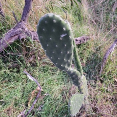 Opuntia stricta at Mount Ainslie - 24 May 2024 03:03 PM