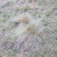 Nassella trichotoma (Serrated Tussock) at Mount Ainslie - 24 May 2024 by abread111