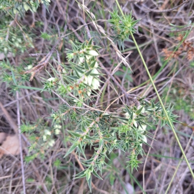 Melichrus urceolatus (Urn Heath) at Mount Ainslie - 24 May 2024 by abread111