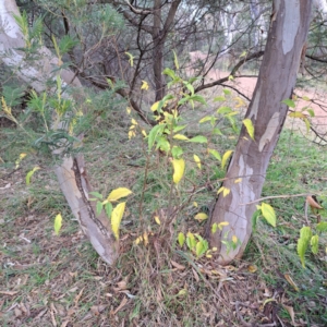 Celtis australis at Mount Ainslie - 24 May 2024 03:24 PM