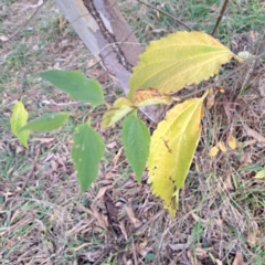 Celtis australis at Mount Ainslie - 24 May 2024 03:24 PM