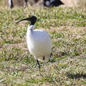 Threskiornis molucca at Yerrabi Pond - 24 May 2024 12:34 PM