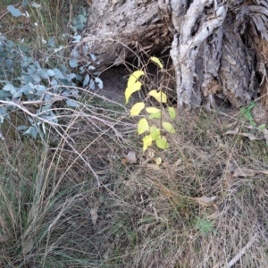 Celtis australis at Mount Ainslie - 24 May 2024 03:27 PM