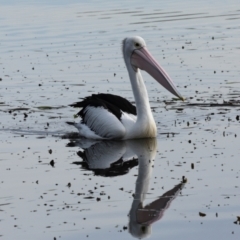 Pelecanus conspicillatus at Yerrabi Pond - 24 May 2024