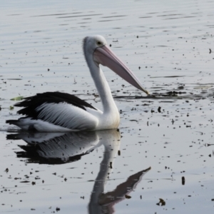 Pelecanus conspicillatus at Yerrabi Pond - 24 May 2024