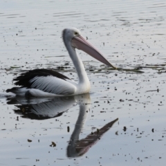 Pelecanus conspicillatus at Yerrabi Pond - 24 May 2024