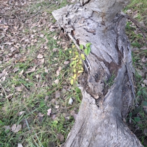 Celtis australis at Mount Ainslie - 24 May 2024