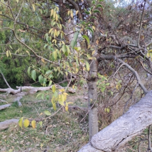 Celtis australis at Mount Ainslie - 24 May 2024 03:54 PM