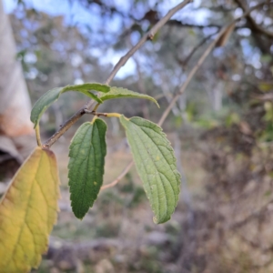 Celtis australis at Mount Ainslie - 24 May 2024 03:54 PM