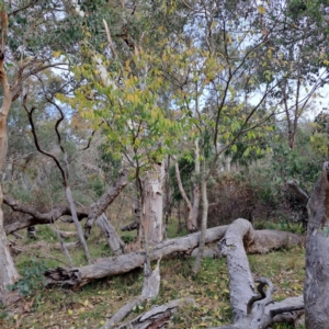 Celtis australis at Mount Ainslie - 24 May 2024 04:13 PM