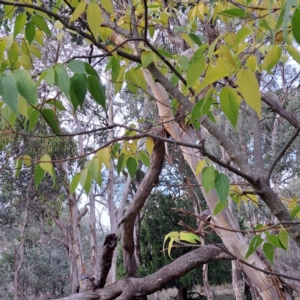 Celtis australis at Mount Ainslie - 24 May 2024 04:13 PM