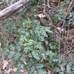 Berberis aquifolium (Oregon Grape) at Mount Ainslie - 24 May 2024 by abread111