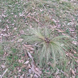 Nassella trichotoma at Mount Ainslie - 24 May 2024