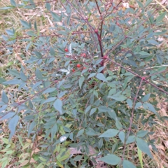 Nandina domestica (Sacred Bamboo) at Mount Ainslie - 24 May 2024 by abread111