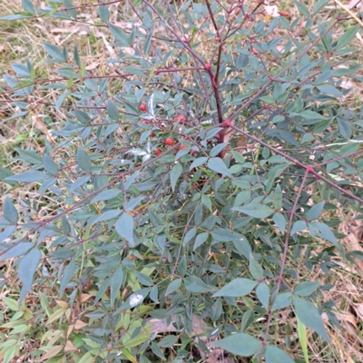 Nandina domestica (Sacred Bamboo) at Mount Ainslie - 24 May 2024 by abread111