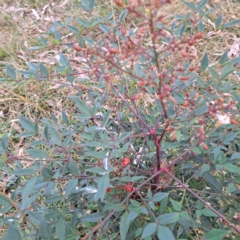 Nandina domestica at Mount Ainslie - 24 May 2024 04:22 PM