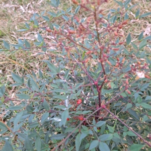 Nandina domestica at Mount Ainslie - 24 May 2024 04:22 PM