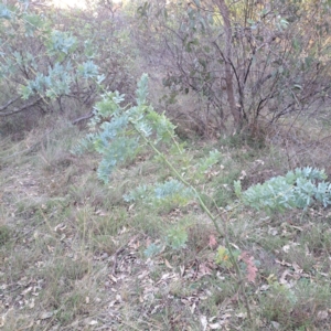 Acacia baileyana at Mount Ainslie - 24 May 2024