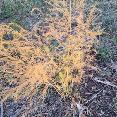 Asparagus officinalis (Asparagus) at Mount Ainslie - 24 May 2024 by abread111