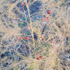 Asparagus officinalis at Mount Ainslie - 24 May 2024