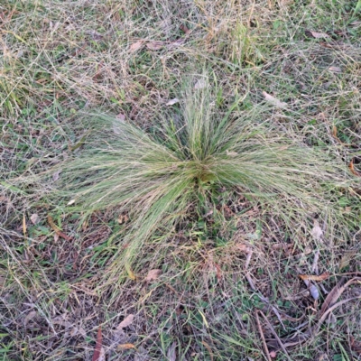 Nassella trichotoma (Serrated Tussock) at Mount Ainslie - 24 May 2024 by abread111