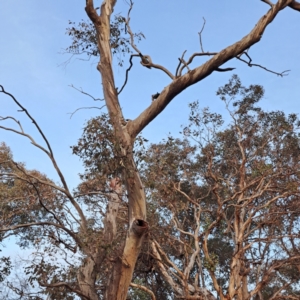 Callocephalon fimbriatum at Mount Ainslie - suppressed