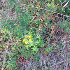 Euphorbia oblongata (Egg-leaf Spurge) at Watson Woodlands - 23 May 2024 by abread111