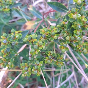 Euphorbia oblongata at Watson Woodlands - 23 May 2024 02:55 PM