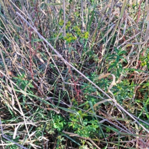 Euphorbia oblongata at Watson Woodlands - 23 May 2024 03:16 PM