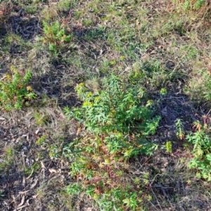 Euphorbia oblongata at Watson Woodlands - 23 May 2024 03:16 PM