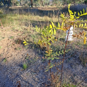 Fraxinus angustifolia at Watson, ACT - 23 May 2024