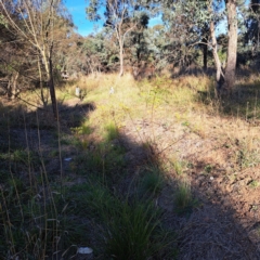 Fraxinus angustifolia at Watson, ACT - 23 May 2024