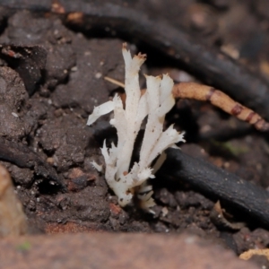 Clavulina sp. at ANBG - 24 May 2024 01:18 PM