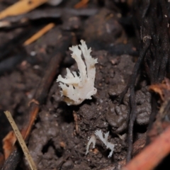 Clavulina sp. at ANBG - 24 May 2024