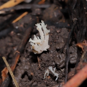 Clavulina sp. at ANBG - 24 May 2024 01:18 PM