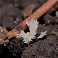 Clavulina sp. at ANBG - 24 May 2024 01:18 PM