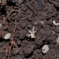 Clavulina sp. at ANBG - 24 May 2024 01:18 PM