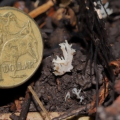 Clavulina sp. at ANBG - 24 May 2024 01:18 PM