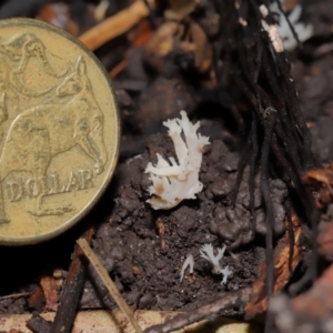 Clavulina sp. at ANBG - 24 May 2024