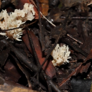 Clavulina sp. at ANBG - 24 May 2024