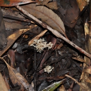 Clavulina sp. at ANBG - 24 May 2024