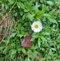 Erigeron karvinskianus (Seaside Daisy) at Jacka, ACT - 23 May 2024 by Jiggy