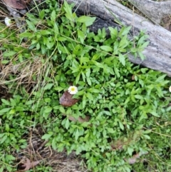 Erigeron karvinskianus at Jacka, ACT - 24 May 2024